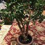 Crassula (Money Tree) 14 year old, very healthy. Image 4