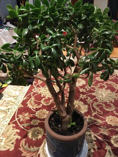 Crassula (Money Tree) 14 year old, very healthy.