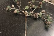 Christmas Decorations new