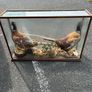 Taxidermy Image 2