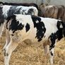 10 Continental Heifers - Image 5