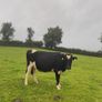 Incalf friesan heifers Image 10