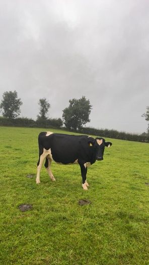 Incalf friesan heifers
