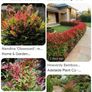 Nandina Domestica Obsessed plant Image 3