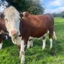 Bulling heifers Image 9