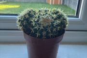Golden Barrel Cactus (Echinocactus)