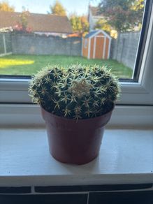 Golden Barrel Cactus (Echinocactus)