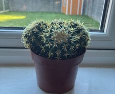 Golden Barrel Cactus (Echinocactus)
