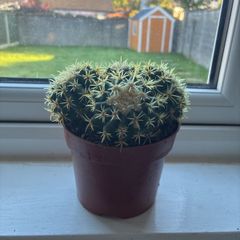 Golden Barrel Cactus (Echinocactus)