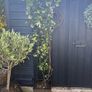 215cm trachelospermum  jasmine highly scented flower jasmine in new rattan pot Image 5