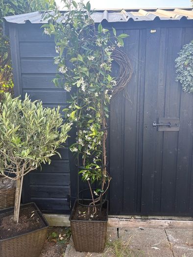 215cm trachelospermum  jasmine highly scented flower jasmine in new rattan pot