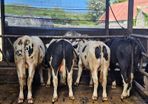 Friesian Bulls