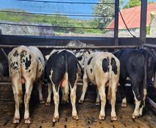 Friesian Bulls