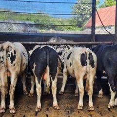 Friesian Bulls