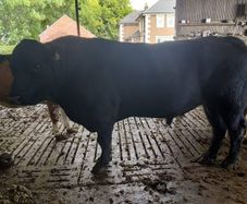 Angus bull