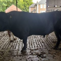 Angus bull