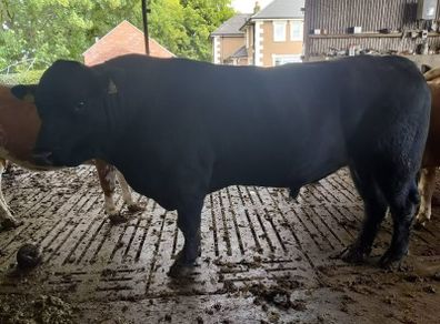 Angus bull