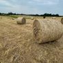 Hay Image 3