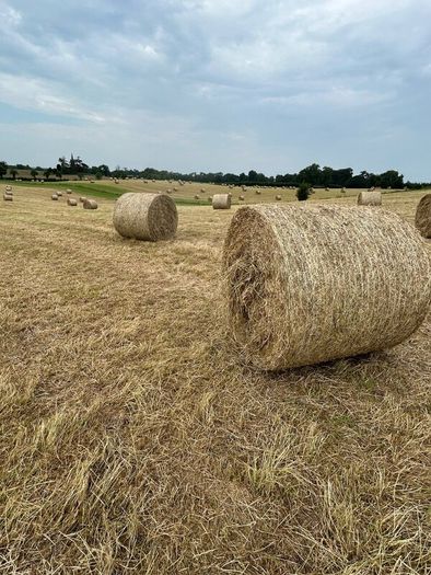 Hay