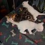 kittens free to good home Image 5