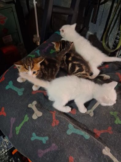 kittens free to good home