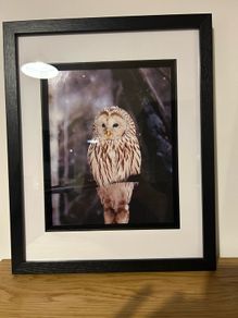 owl pictures