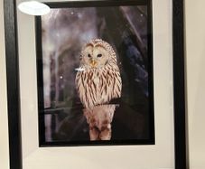 owl pictures