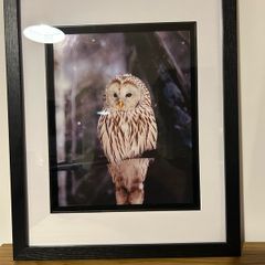 owl pictures