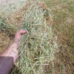 Green Sheep Hay