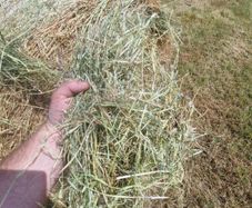 Green Sheep Hay