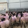 Suffolk X Hoggets  (organic) Image 2