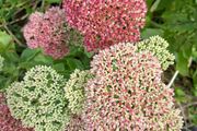FREE Sedum 'Autumn Joy' - full stems, not tiny cuttings