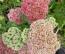 FREE Sedum 'Autumn Joy' - full stems, not tiny cuttings