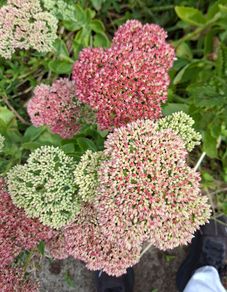 FREE Sedum 'Autumn Joy' - full stems, not tiny cuttings