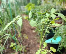 Tomato Plants, 2euro each