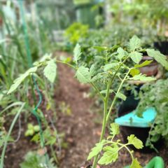 Tomato Plants, 2euro each