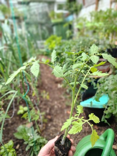 Tomato Plants, 2euro each