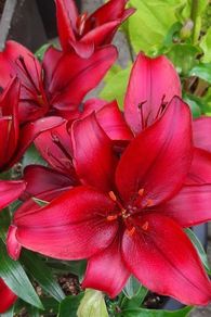 Asiatic Lily in a pot