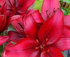Asiatic Lily in a pot