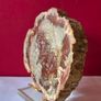 Fossilized wood, Madagascar, Triassic period. Image 3