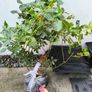 garden plants Image 10