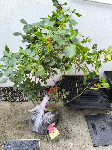 garden plants