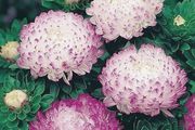 (A) China Aster Silber Turm seeds 0,5g (414192)
