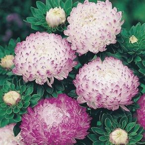 (A) China Aster Silber Turm seeds 0,5g (414192)