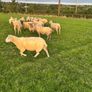 Top quality hogget ewes Image 4