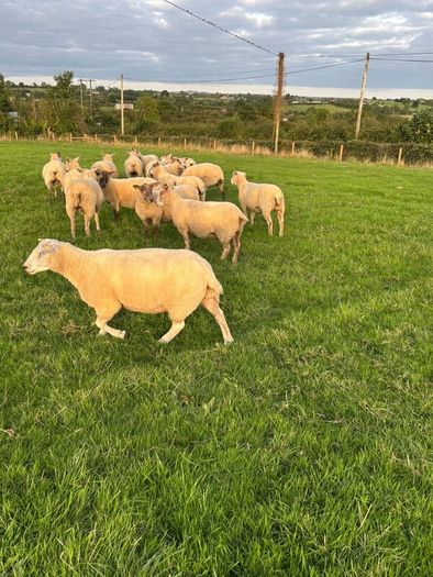 Top quality hogget ewes
