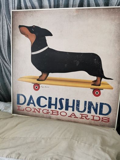 Dog picture