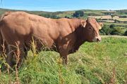 Super Pedigree Limousin Bull