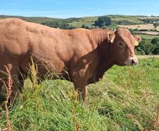 Super Pedigree Limousin Bull