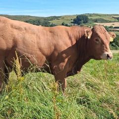 Super Pedigree Limousin Bull